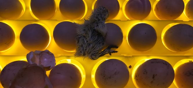An egg incubator