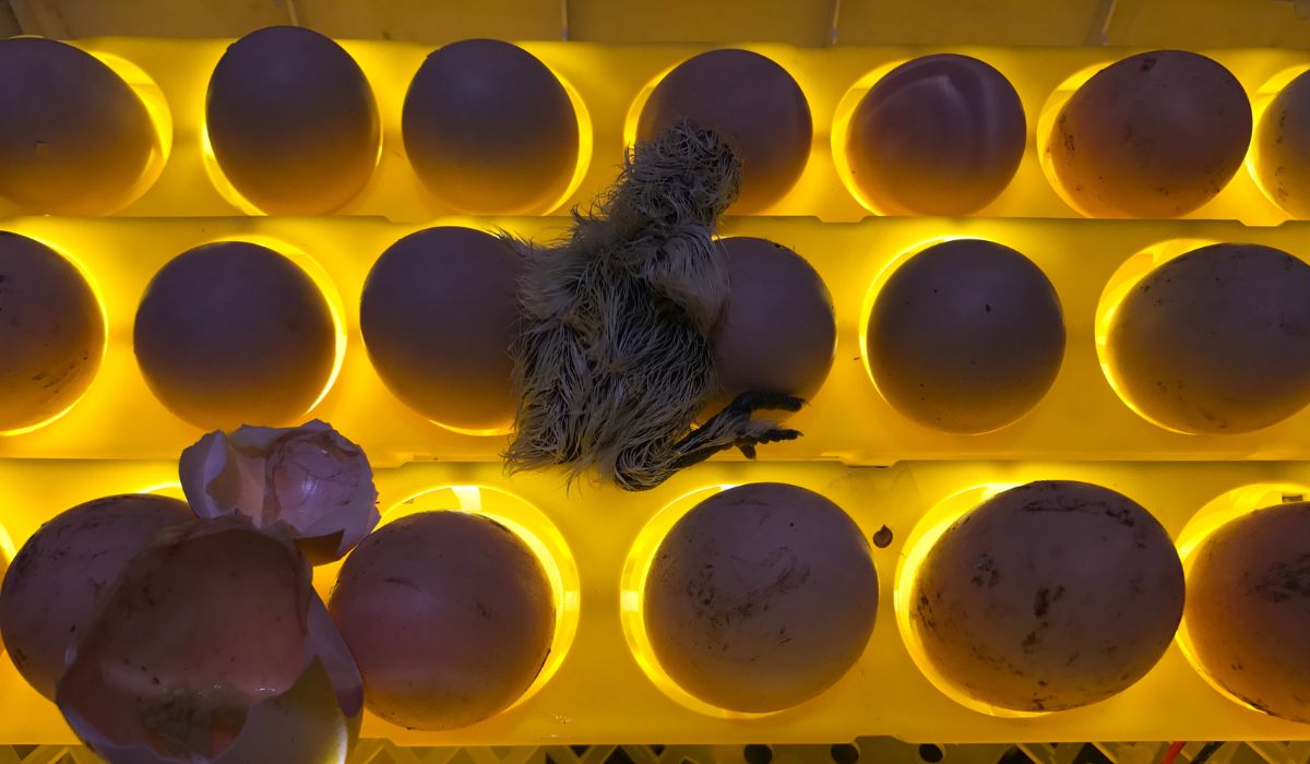 How to improve your egg incubator?