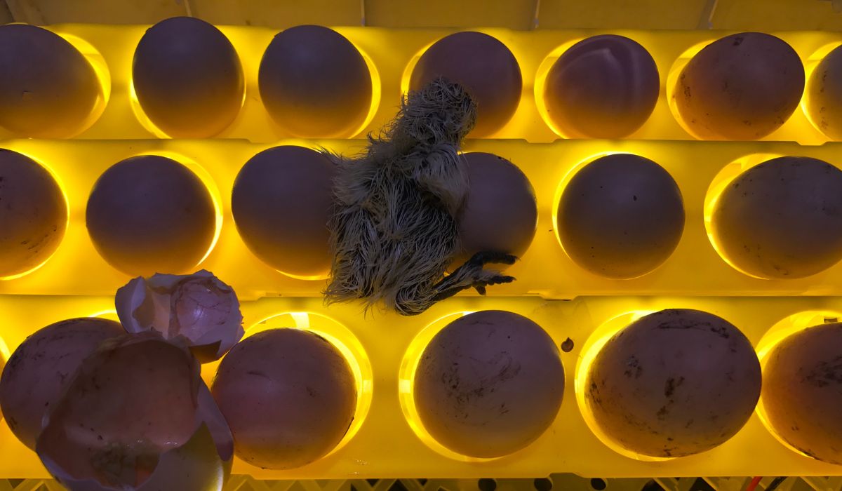 An egg incubator