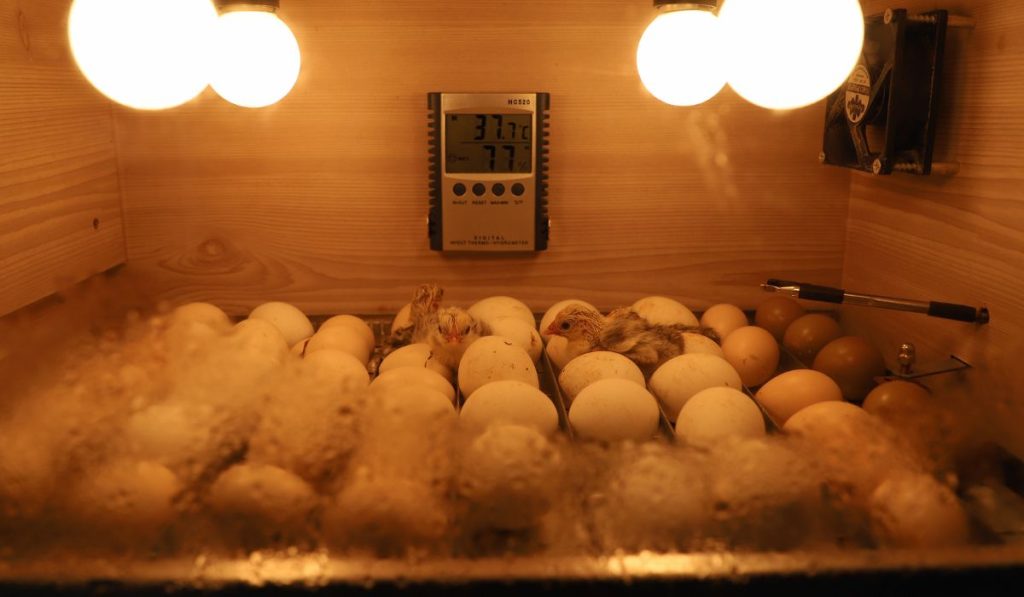 An incubator with a high temperature